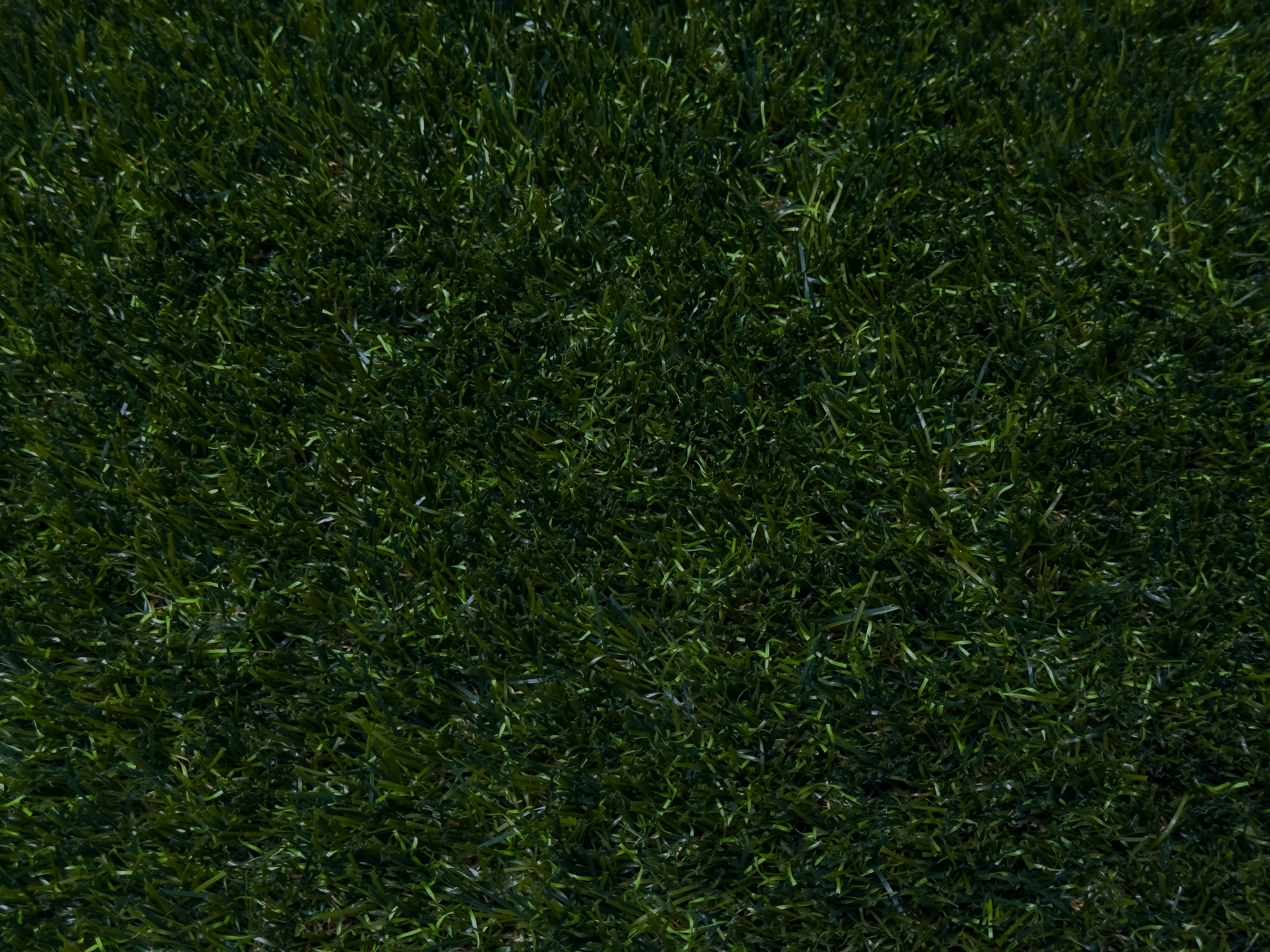 Gazon artificiel Oasis Maxx - Trylawn par SynX